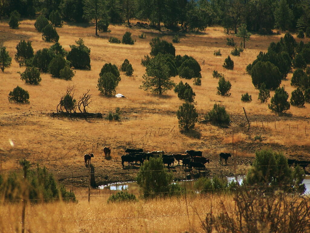 Photo: Grazing