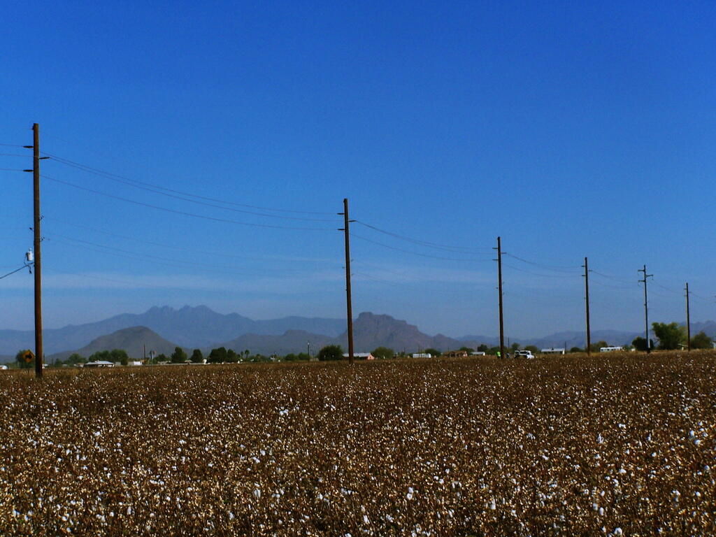 Photo: Cotton Farm