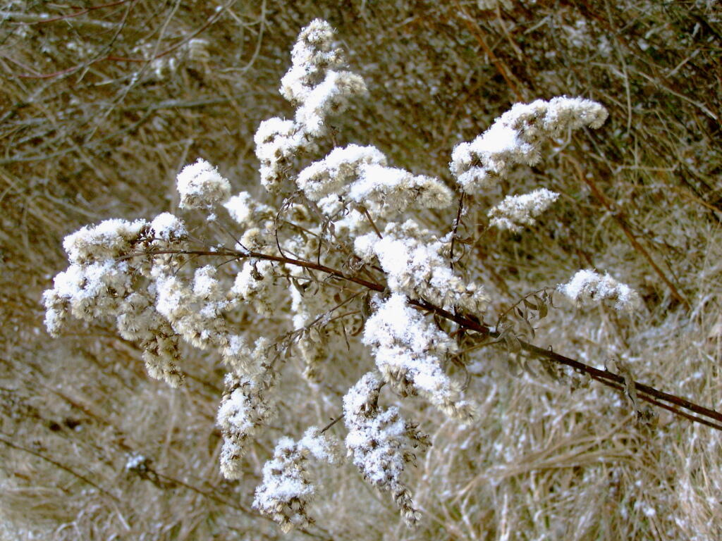 Photo: Goldenrod