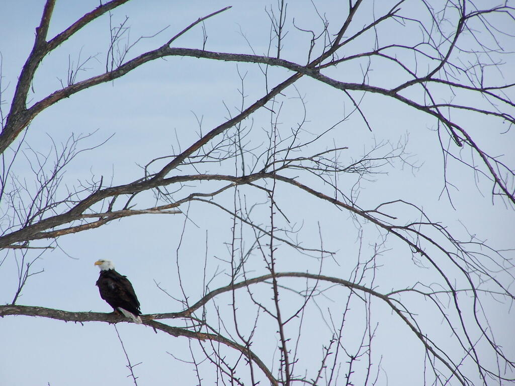 Photo: Eagle Sitting Up In A Tree