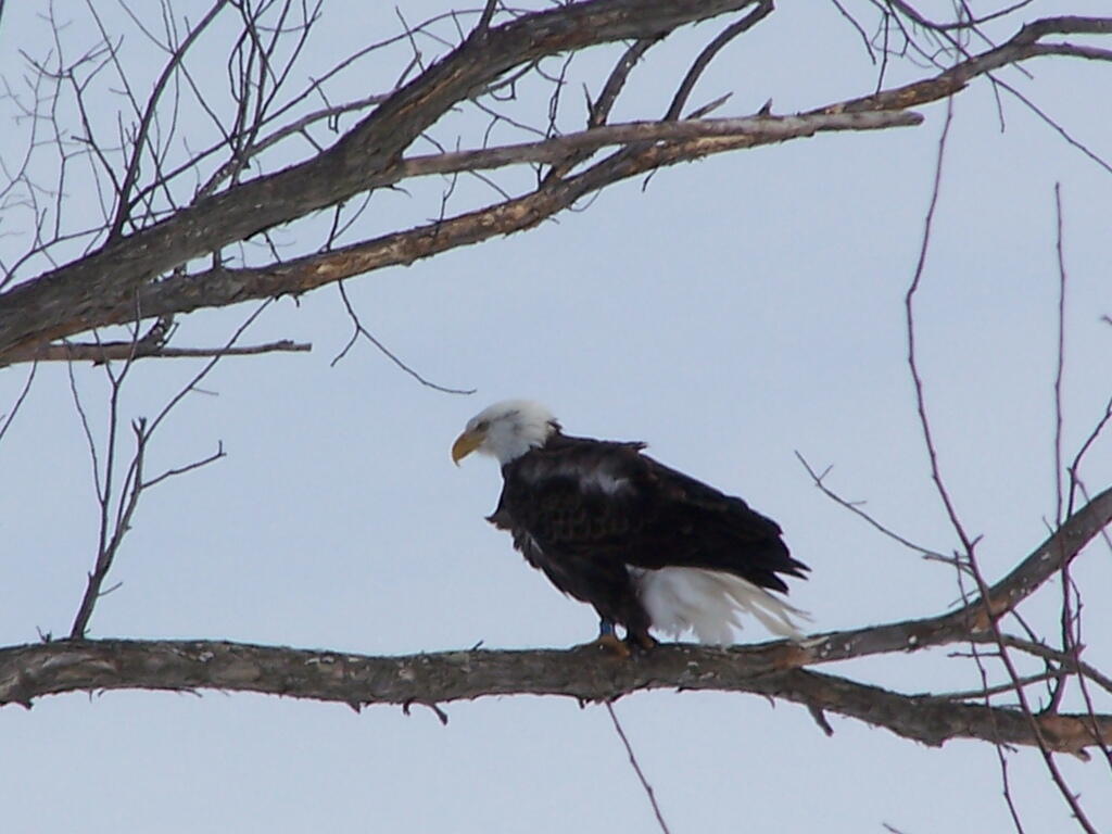 Photo: Bald Eagle in Tree