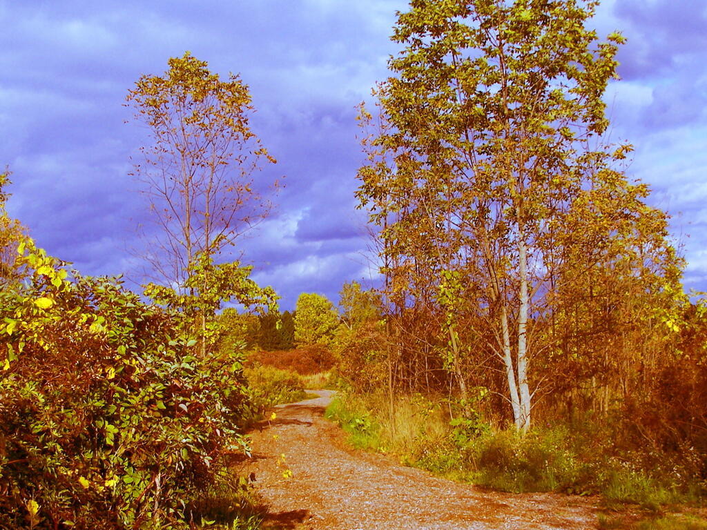 Photo: Tree Trail