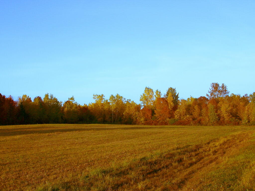 Photo: Field of Color
