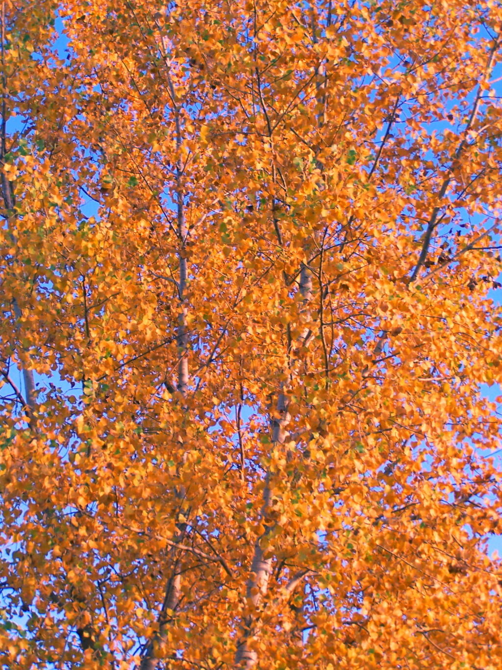 Photo: Full Frame Color