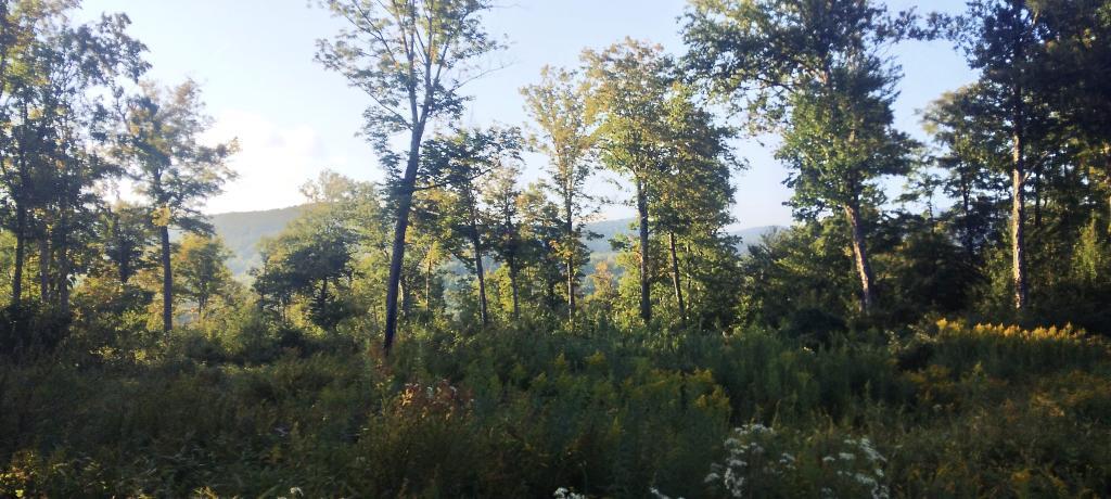 Photo: Evening Along Jessup River Road
