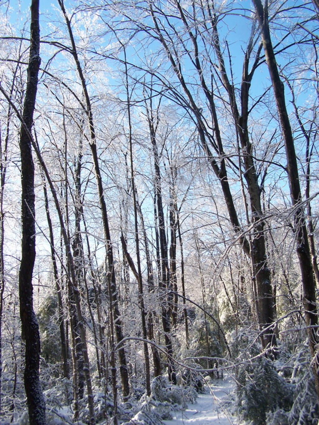 Photo: Ice Journey