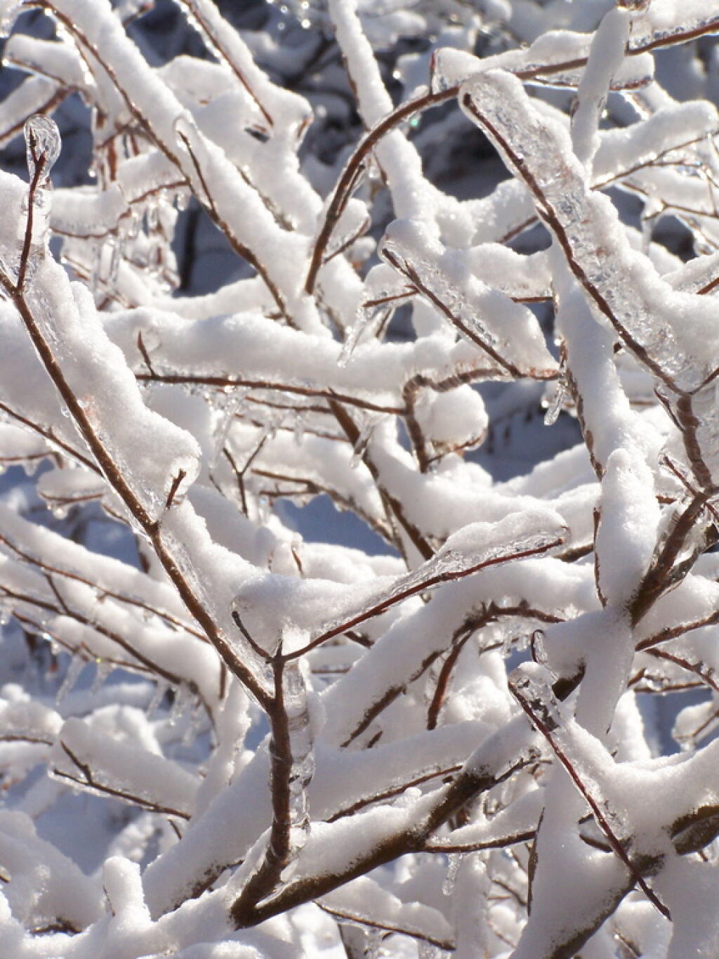 Photo: Snow Branches