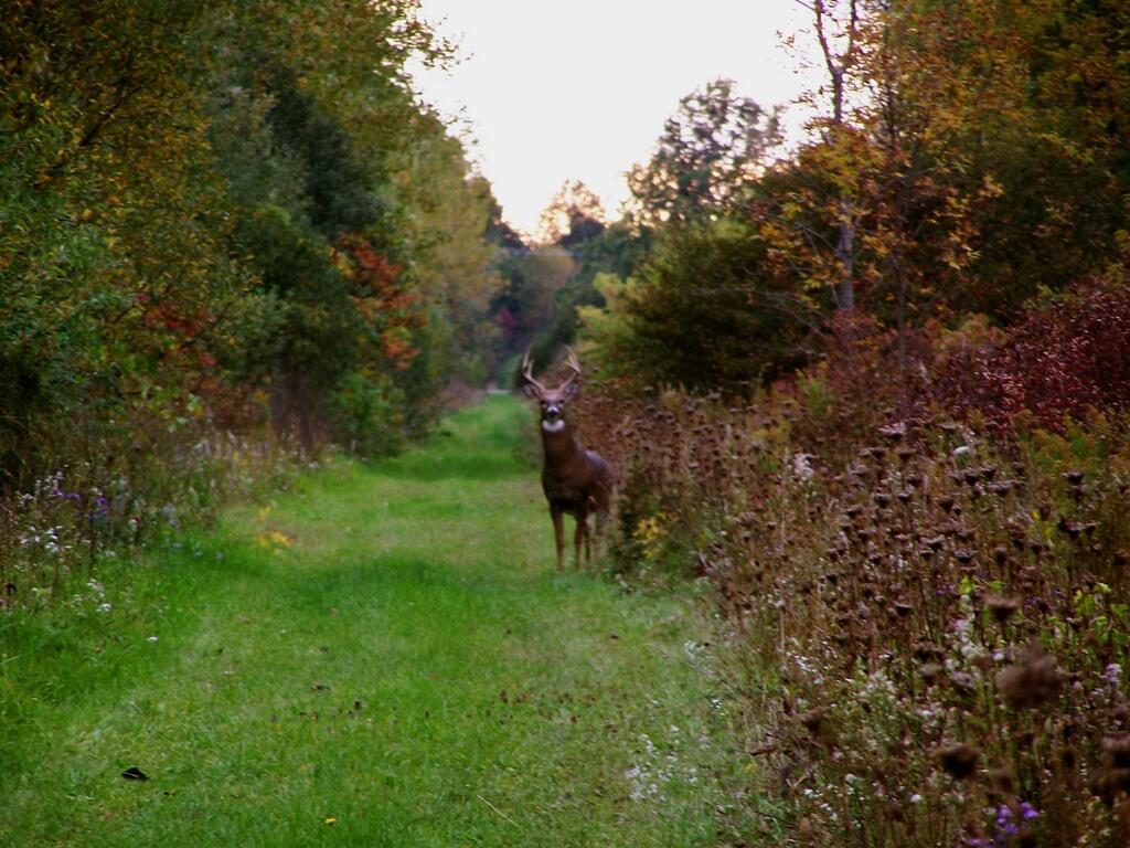 Photo: Buck