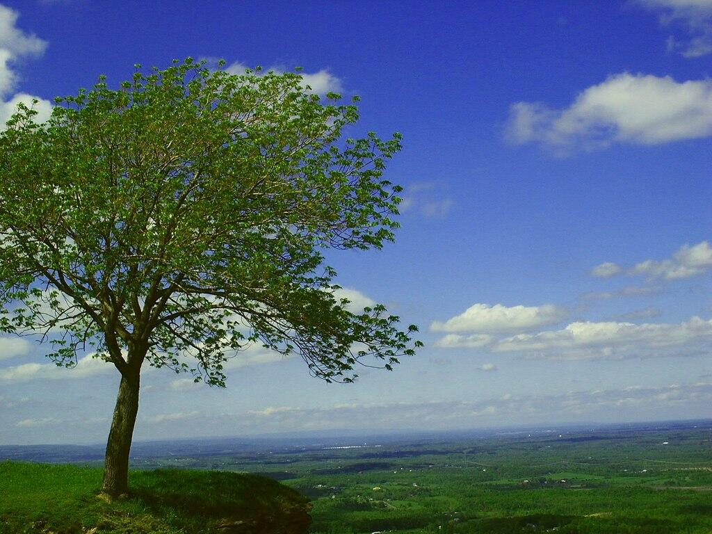 Photo: Tree  at the Overlook
