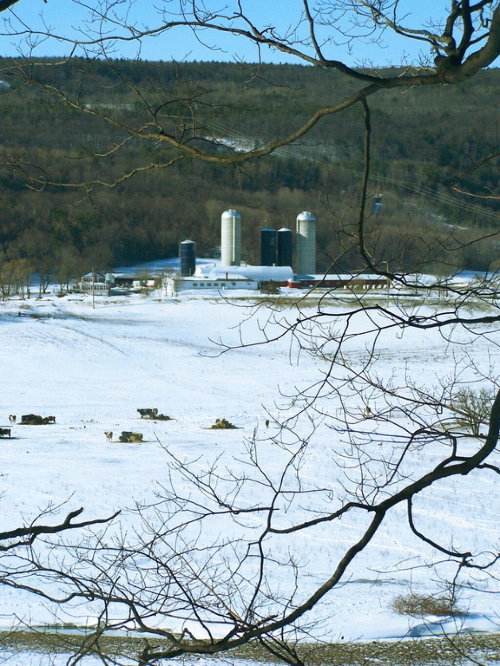 Photo: Pasture