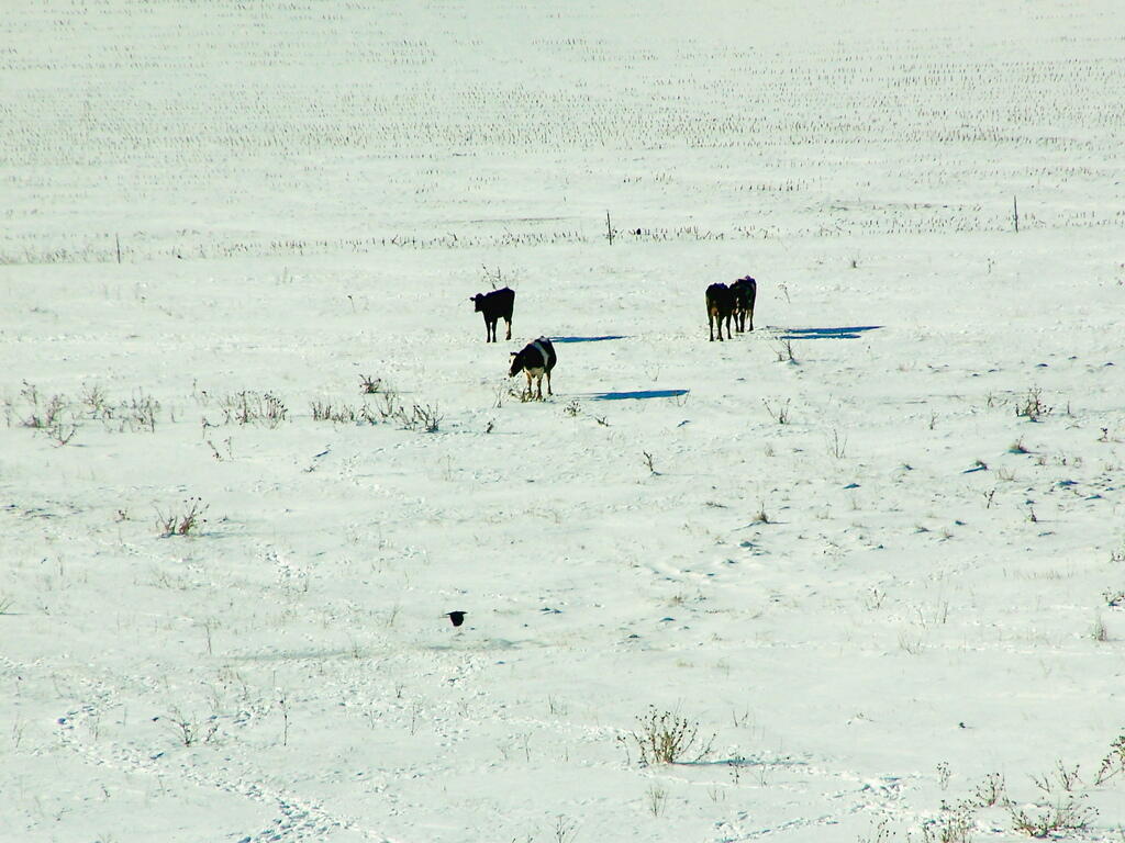 Photo: Cows