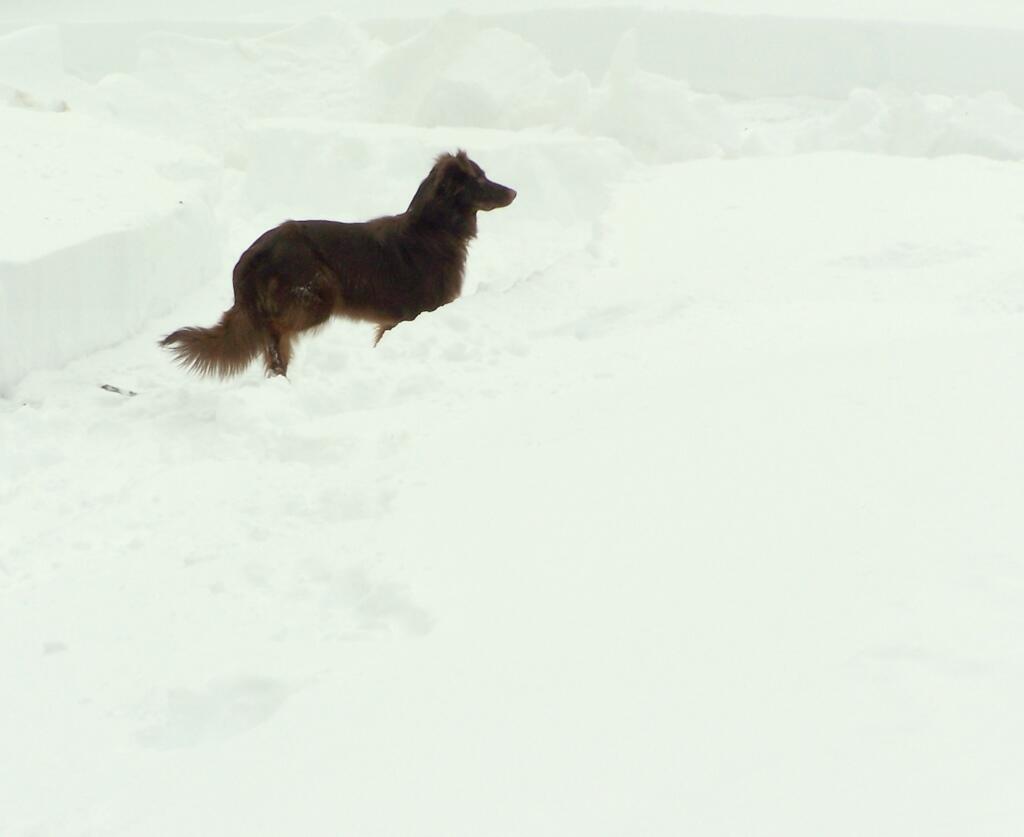 Photo: Two Much Snow
