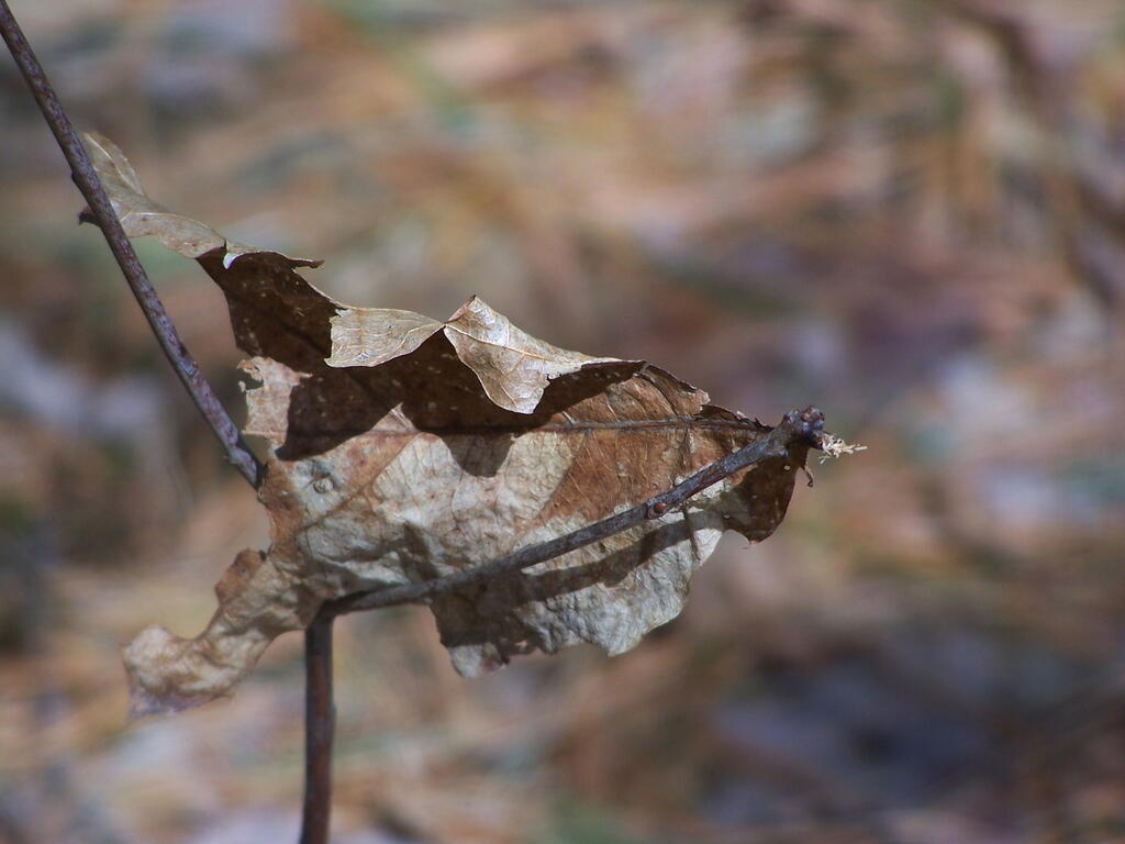Photo: Leaf One