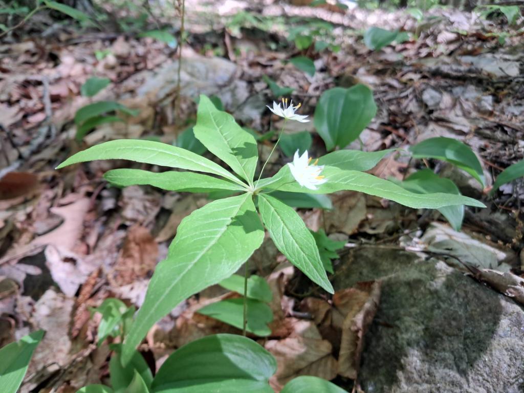 Photo: Northern Starflower