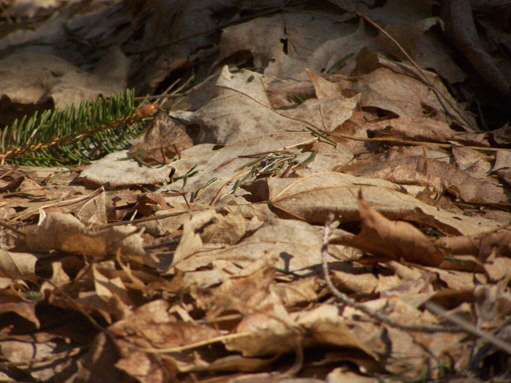 Photo: Leaves on Trail