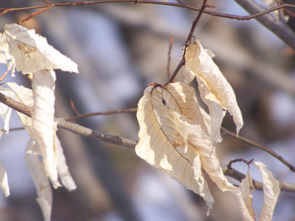 Photo: White Leaves
