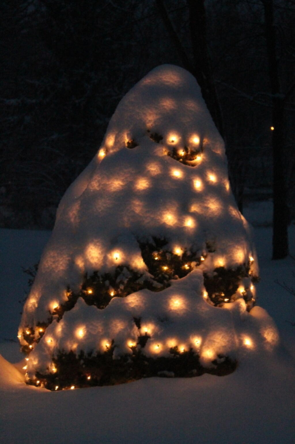 Photo: Snow Covered Tree
