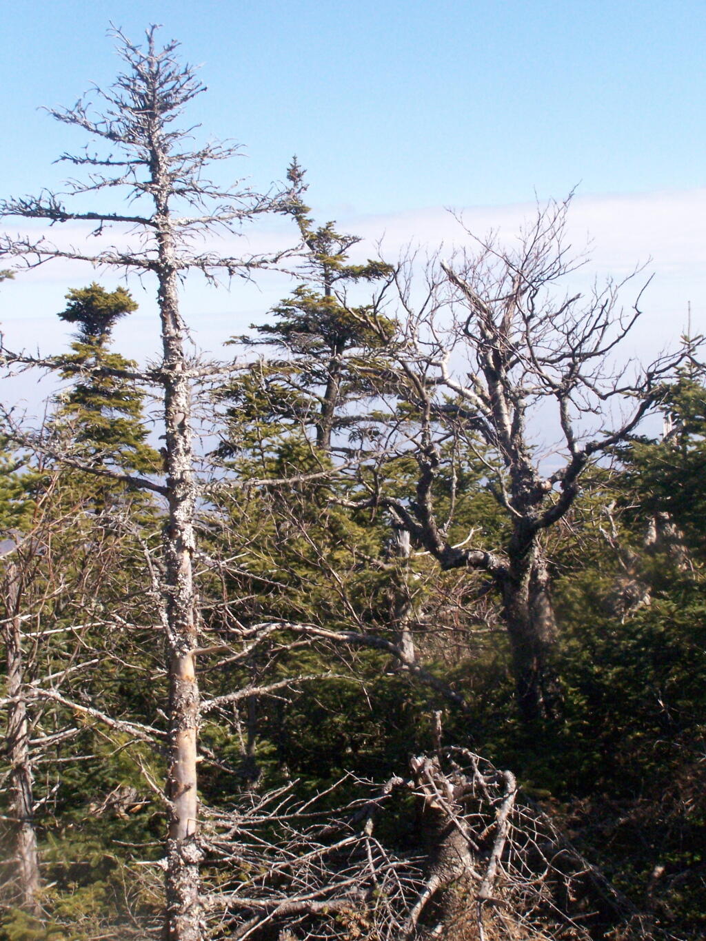 Photo: Top of Blackhead