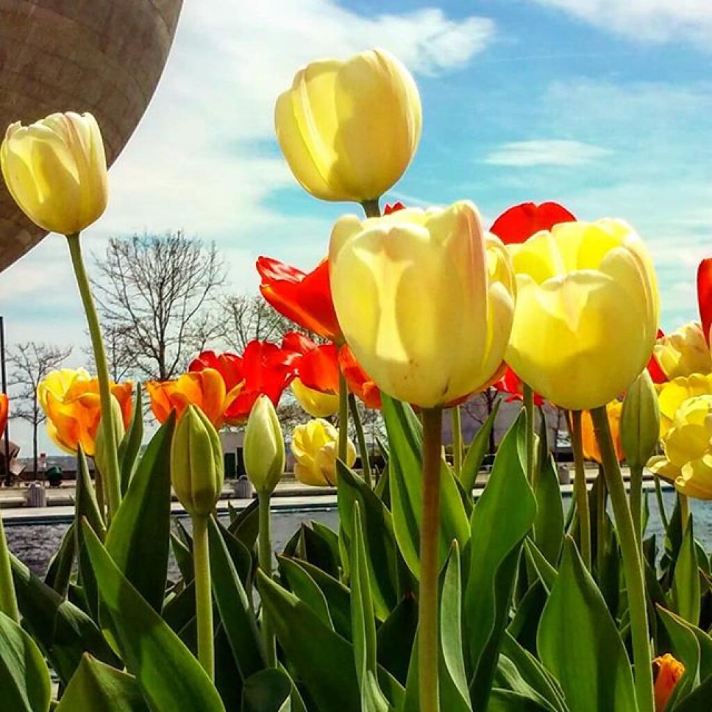 Photo: Tulip Time!