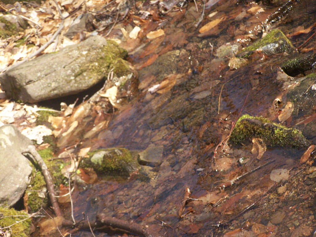 Photo: Creek Bed