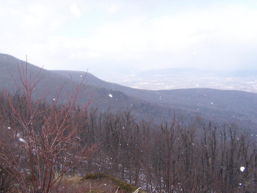 Photo: Falling Snow