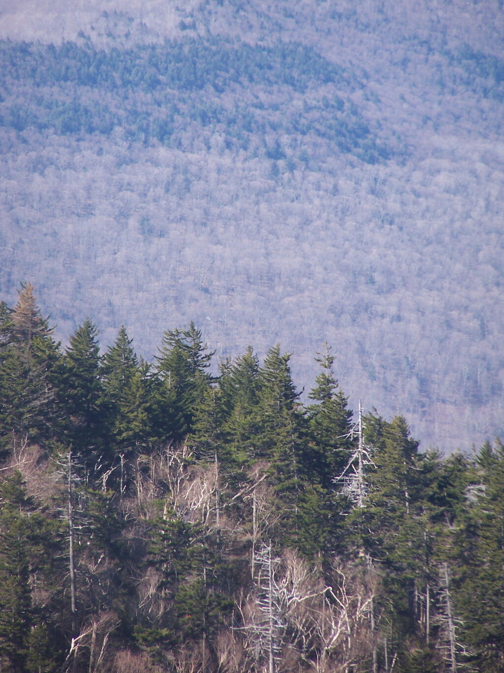 Photo: Plateau Trees