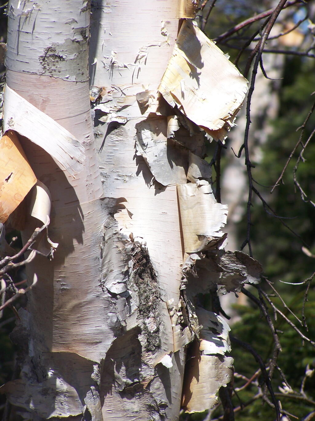 Photo: Peeling Birch