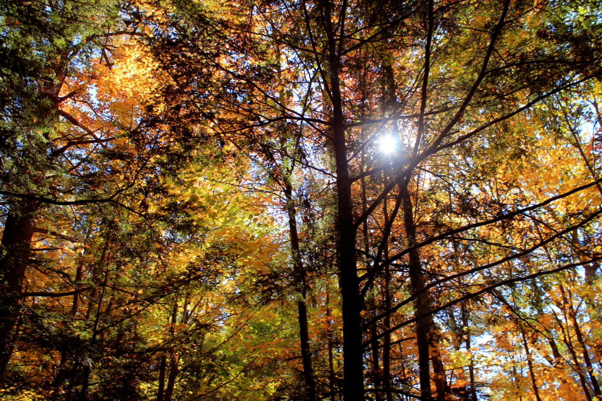 Through the trees