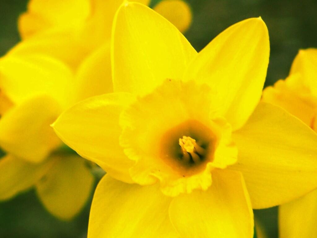 Photo: Daffodil