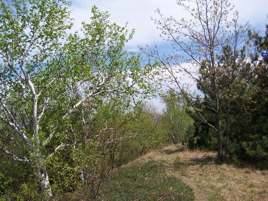 Photo: Trail on Hill