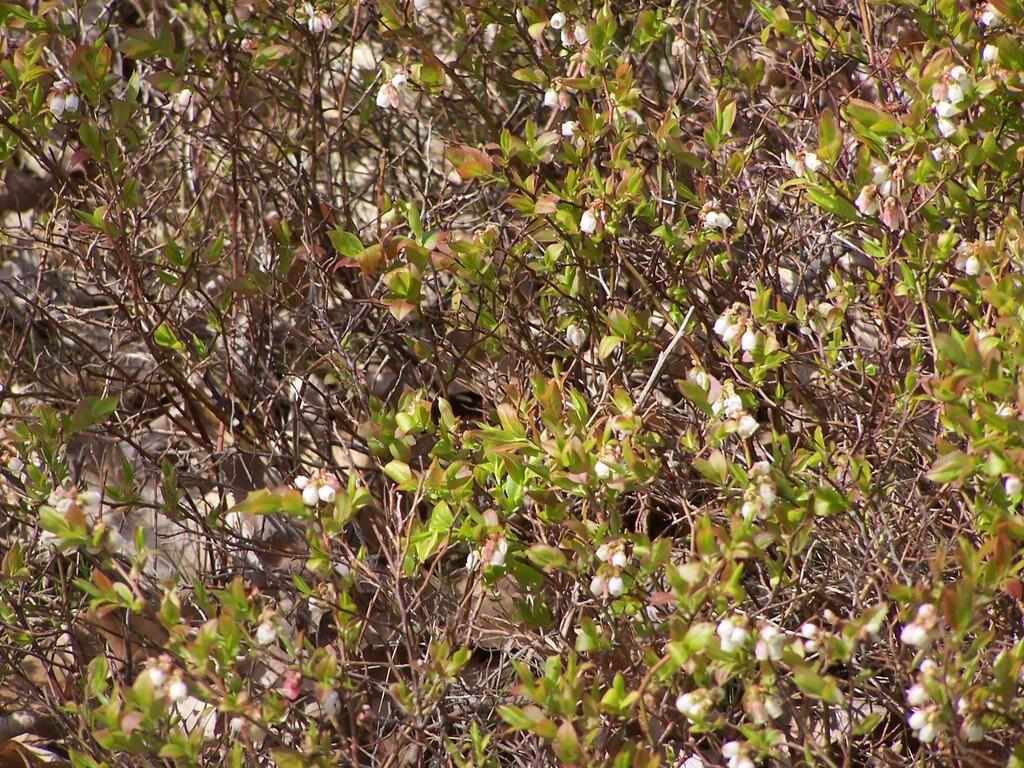 Photo: Blueberry Plants