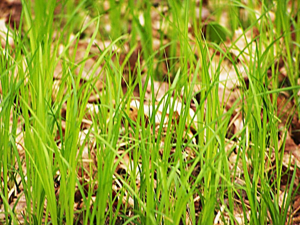 Photo: Fresh Grass