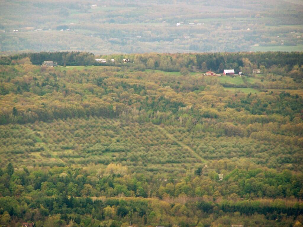 Photo: Altamont Orchards