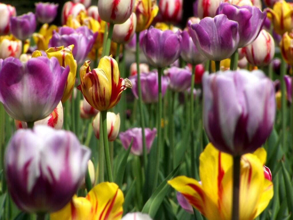 Photo: Tulips