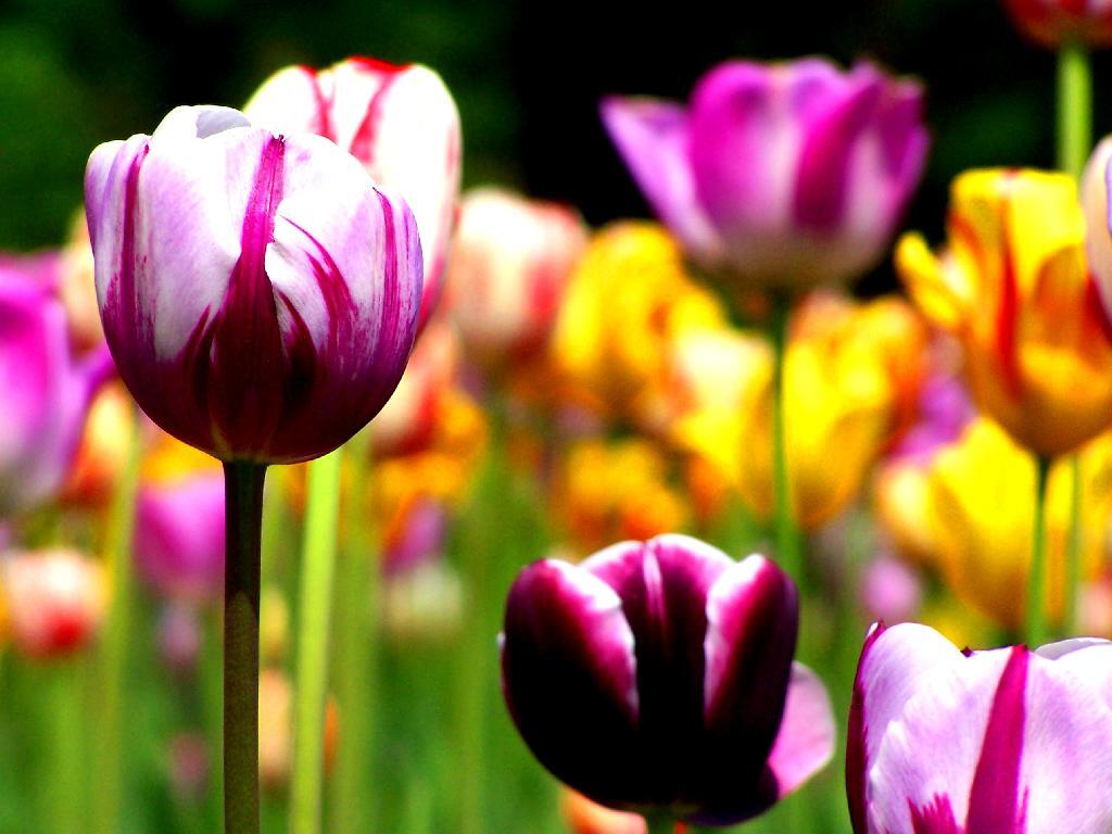 Photo: Tulips