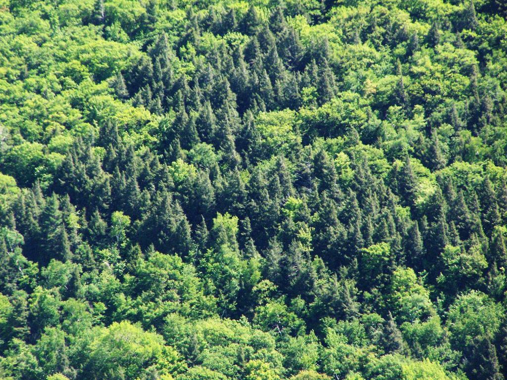 Photo: Trees on Palenville High Peak