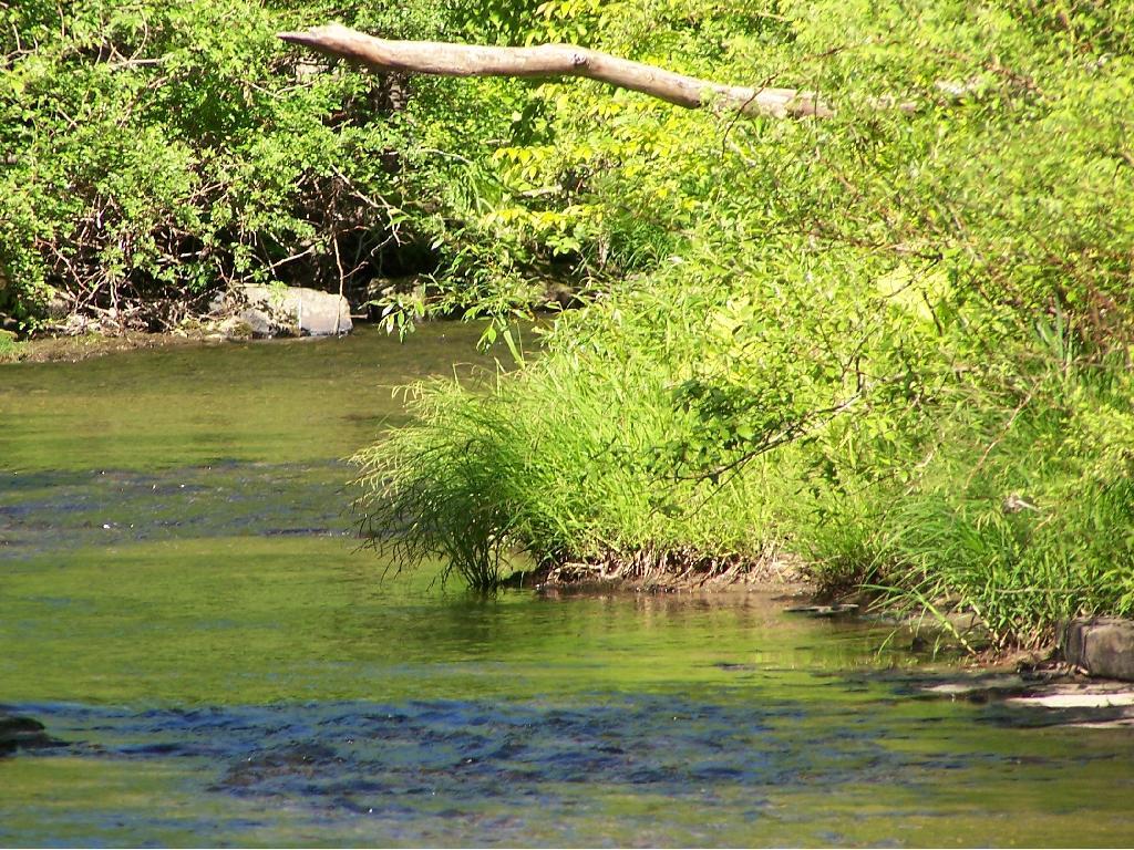 Photo: Creek