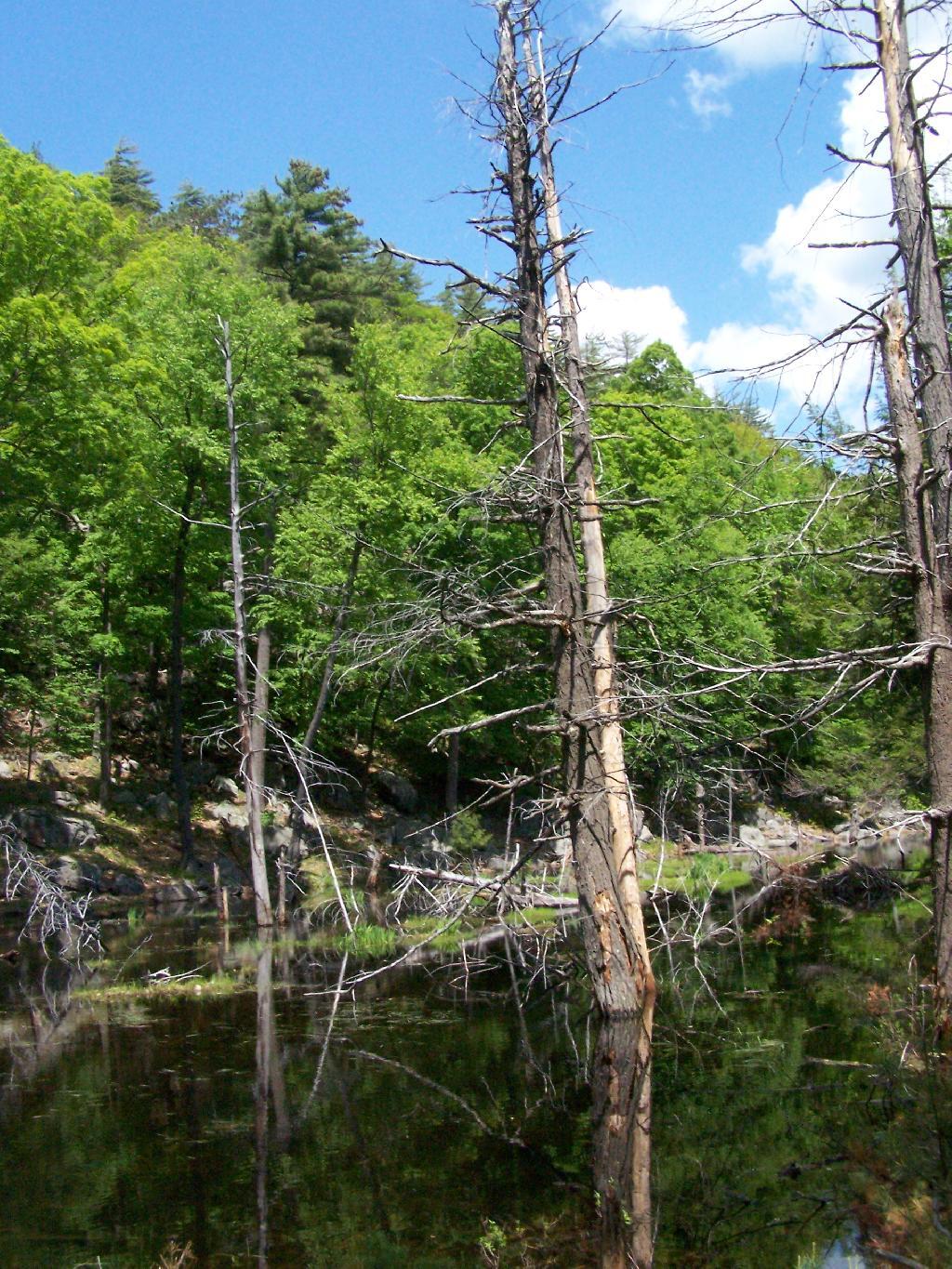 Photo: Beaver Swamp