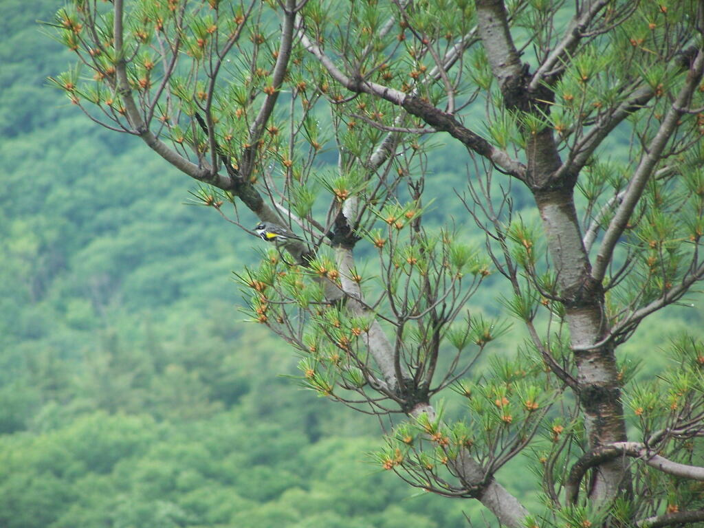 Photo: Bird