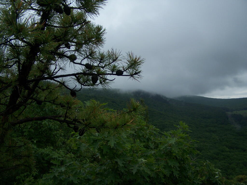 Photo: Fog on Bash Bish Mountain
