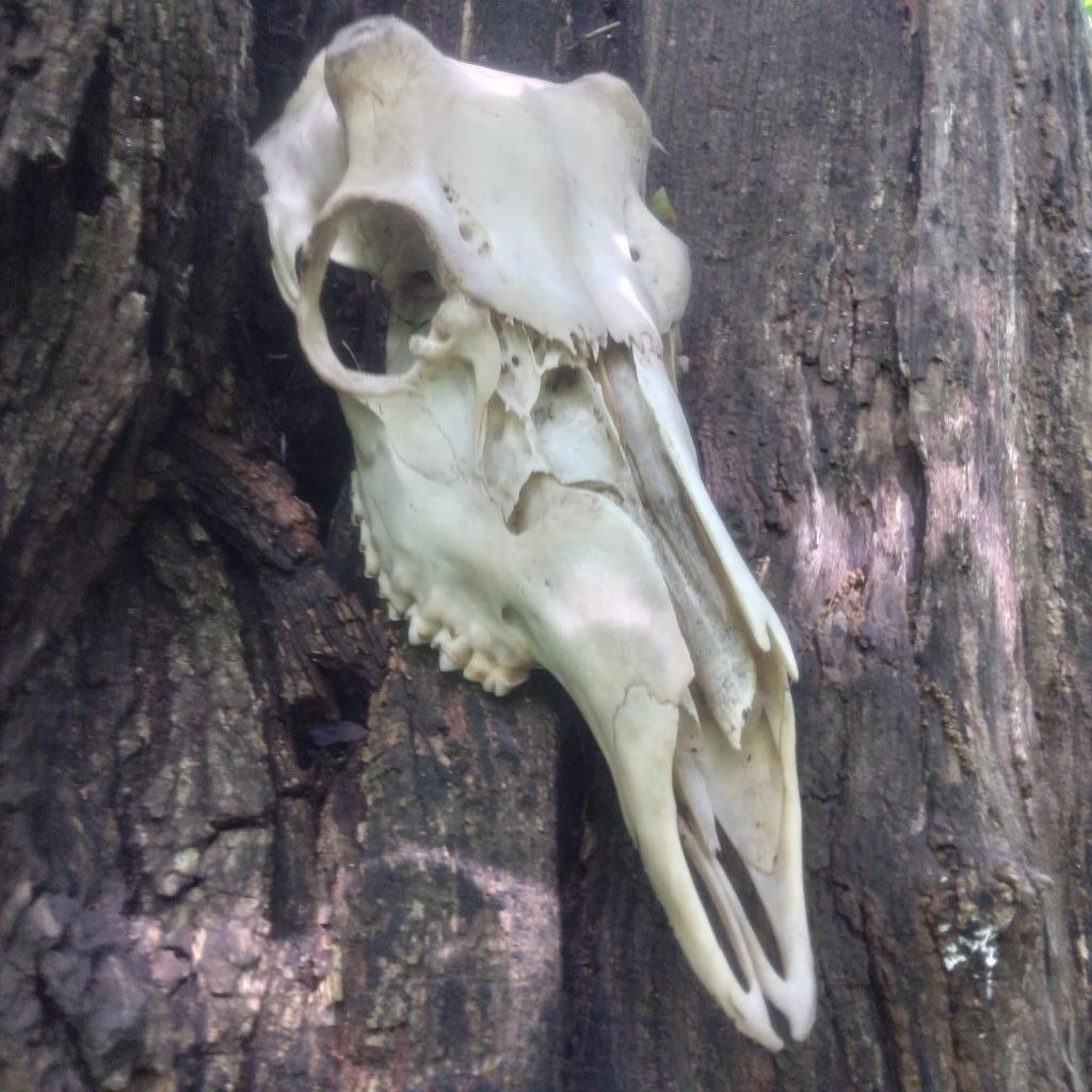 Photo: Skull 💀