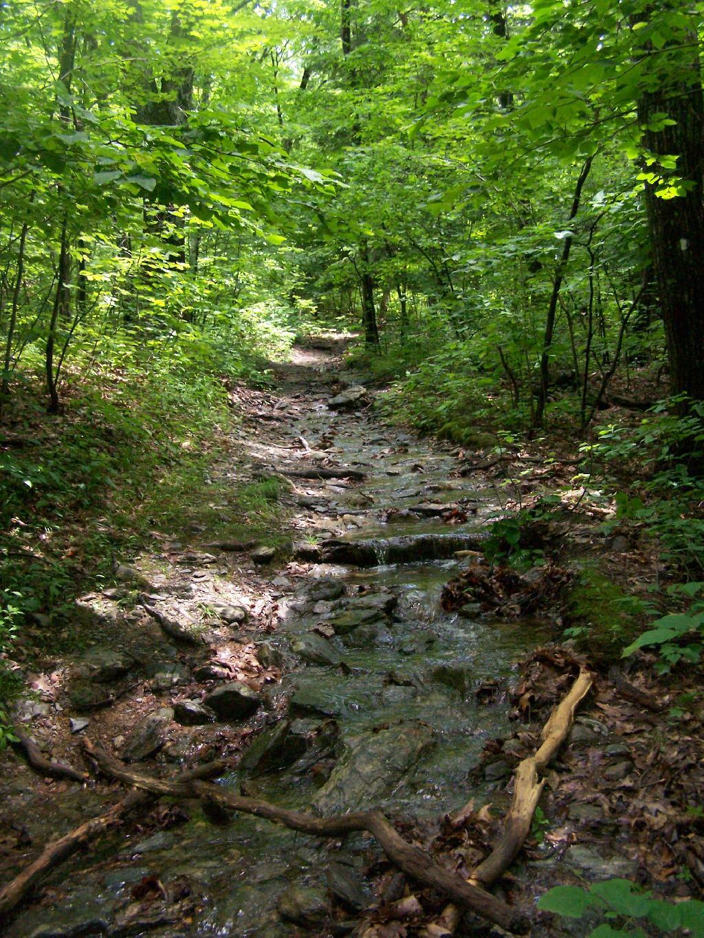Photo: Wet Trail