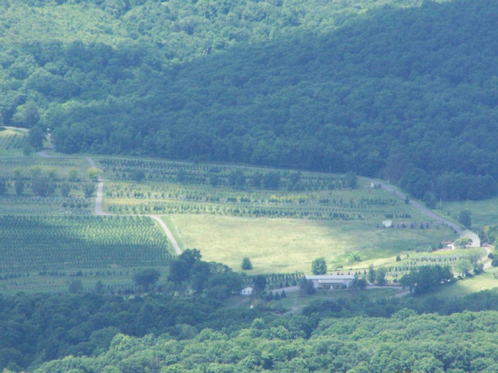 Photo: Orchard