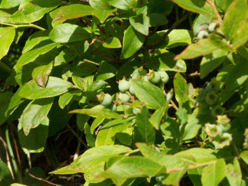 Photo: Wild Blueberries