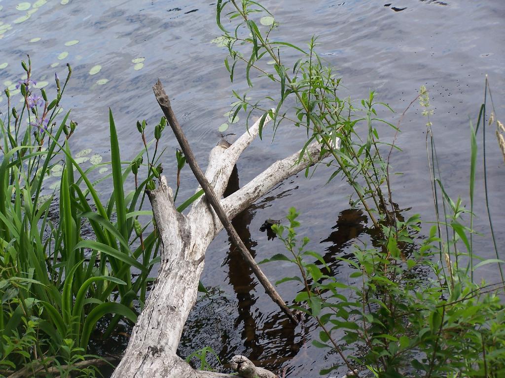 Photo: Stick