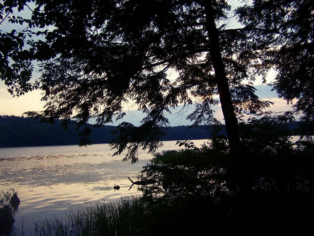 Photo: Tree