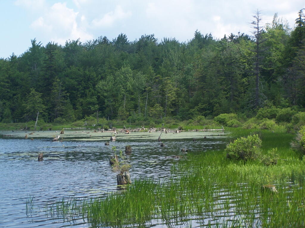 Photo: Swamp