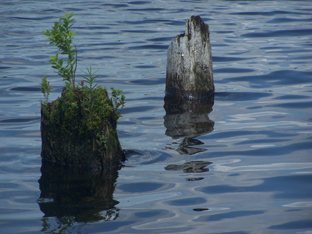 Photo: Stump