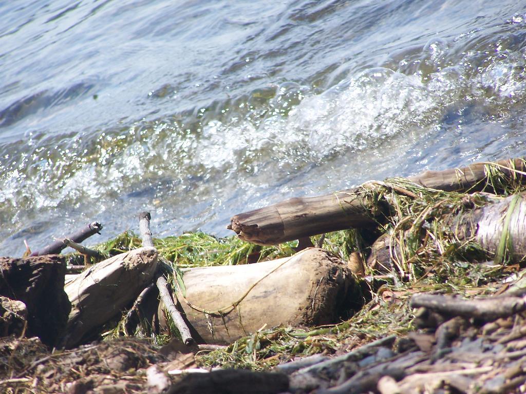 Photo: Lake Shore