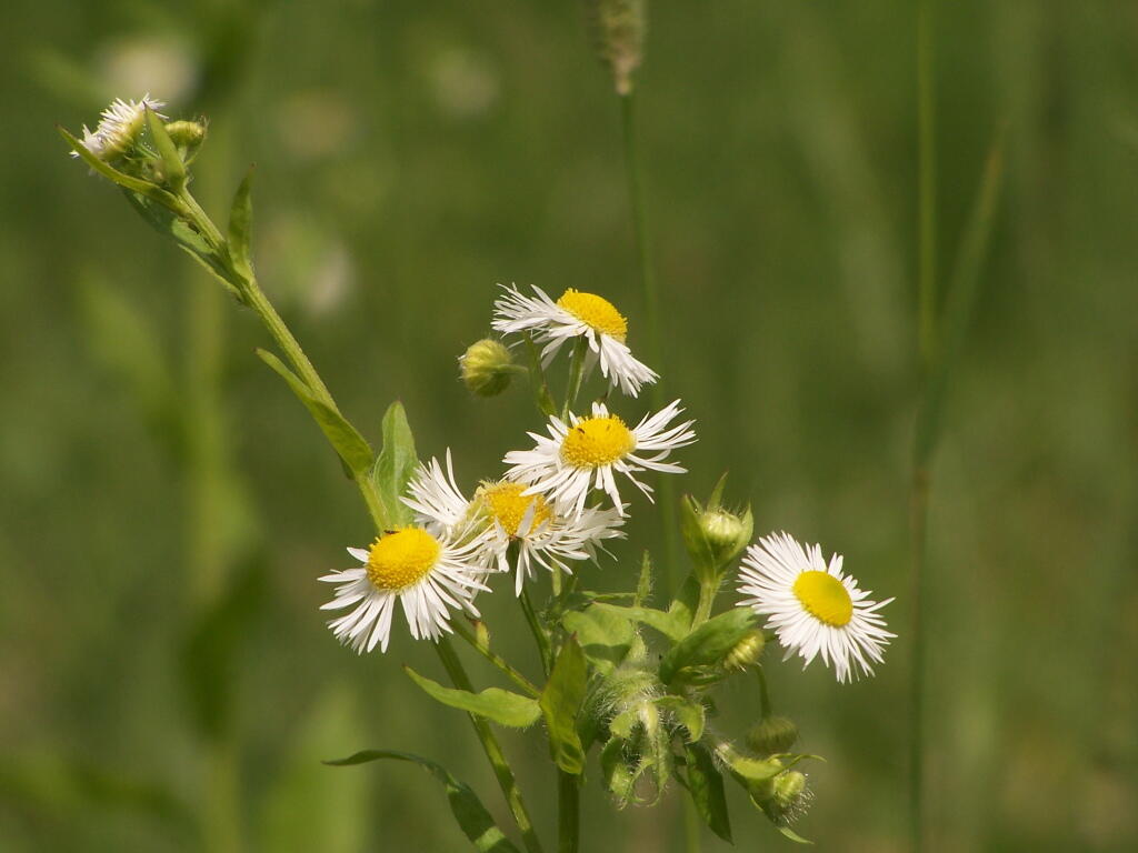 Photo: Flowers